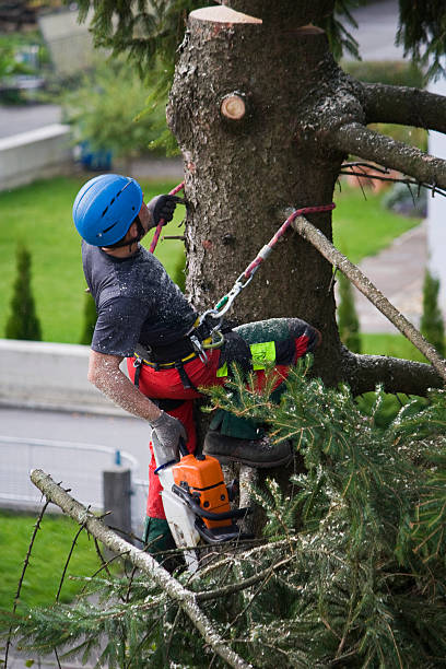 Best Tree Health Inspection  in Raynham Center, MA